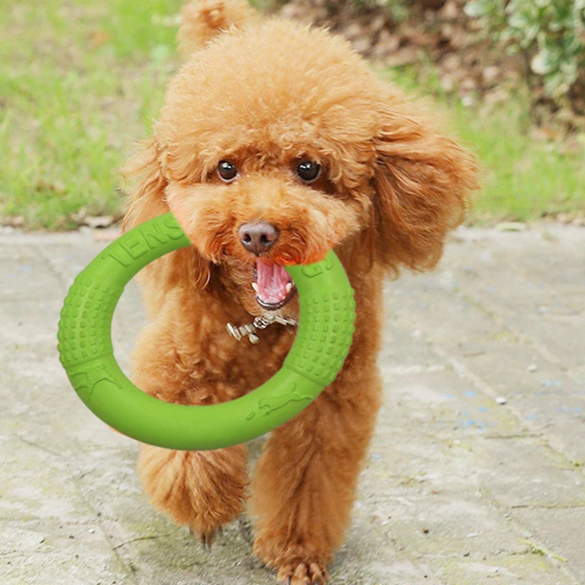 Floating Fun Dog Ring